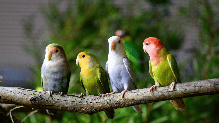 Four colorful lovebirds perched on a branch for the Sydney Royal Aviary Bird & Tame Parrot Display.