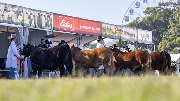 Farmers and handlers presenting cattle in front of Sydney Royal stalls at the Sydney Royal Cattle Competition.