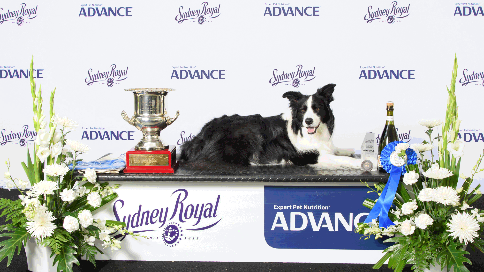 A Border Collie with trophy, ribbon and awards at the ADVANCE™ Sydney Royal Dog Show.