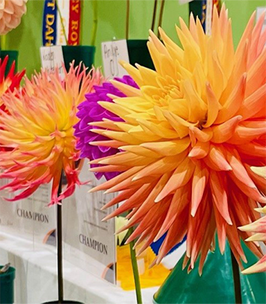 TAFE NSW Competition