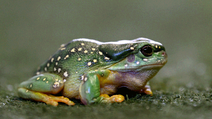 A green Magnificent Tree Frog with yellow spots resting on grass for the Sydney Royal Frogs & Reptile Show.