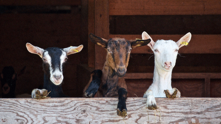 Three goats with yellow ear tags leaning over a wooden fence at the Sydney Royal Goat Competition.