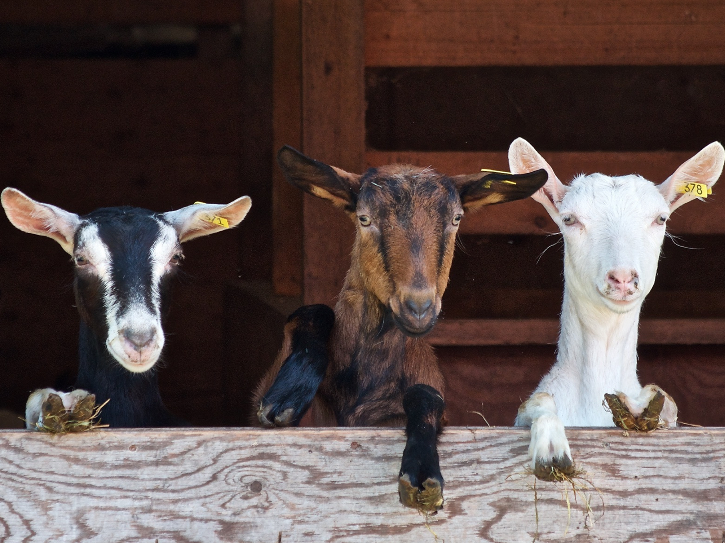 Three goats with yellow ear tags leaning over a wooden fence at the Sydney Royal Goat Competition.