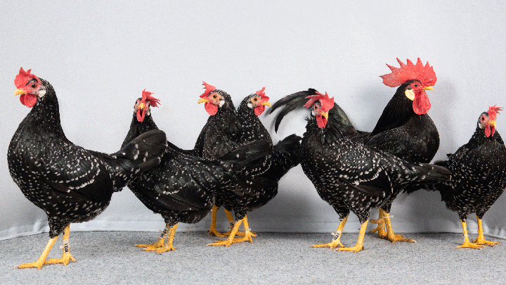 Black ancona roosters with white speckles and bright red combs at the Sydney Royal Poultry & Pigeon Show.