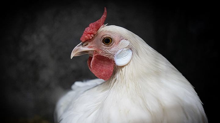 Close-up of a white chicken with a red comb and wattle against a dark background.