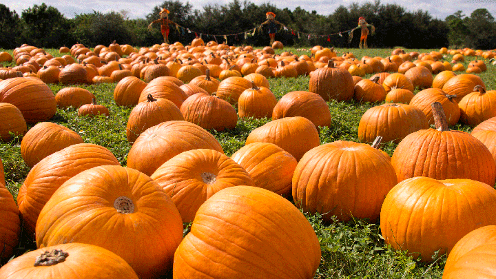 Large orange pumpkins spread across a field for the Great Backyard Pumpkin Challenge.