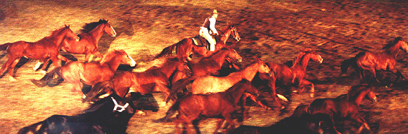 Man from Snowy River comes to the arena