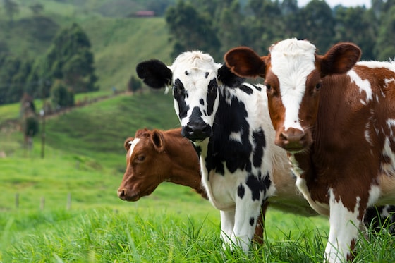 Three dairy cows grazing on a lush green pasture in a rural countryside landscape.