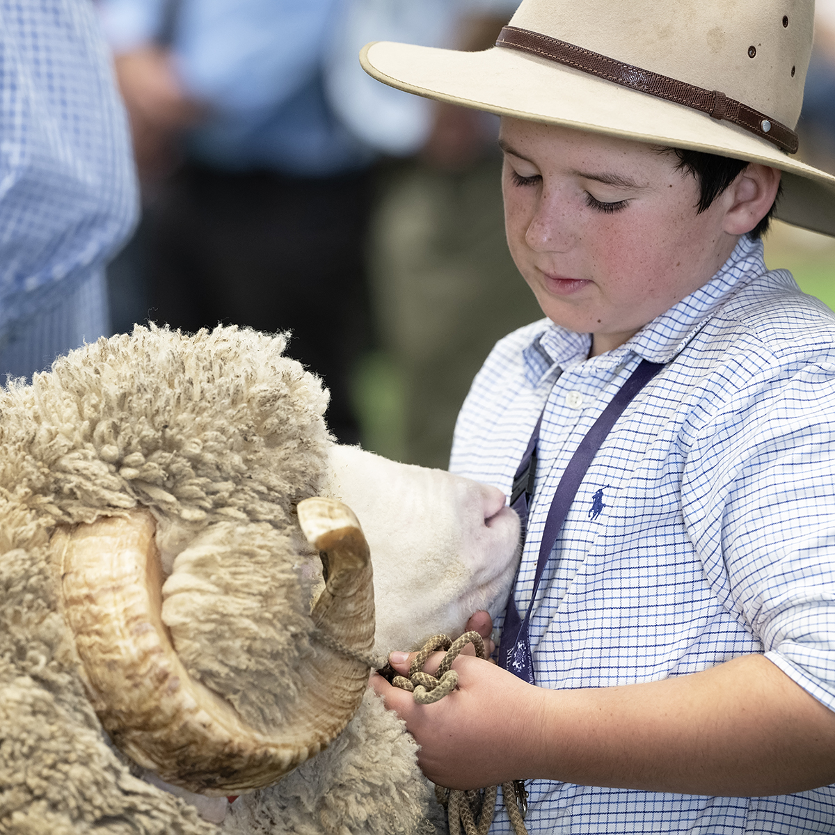 Boy wearing a hat holding a ram by its rope halter during a livestock show.
